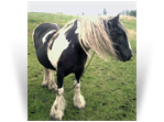 The Irish Mare